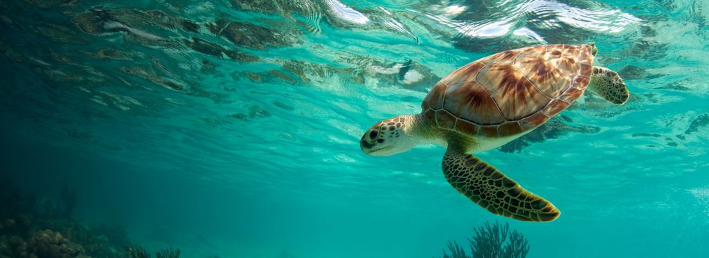 Sea turtle diving down in tropical blue waters