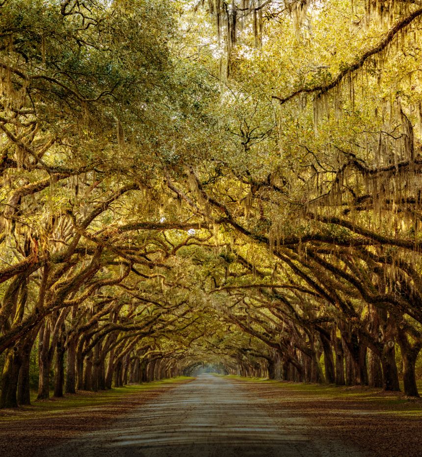 Green tree canopy seen from below