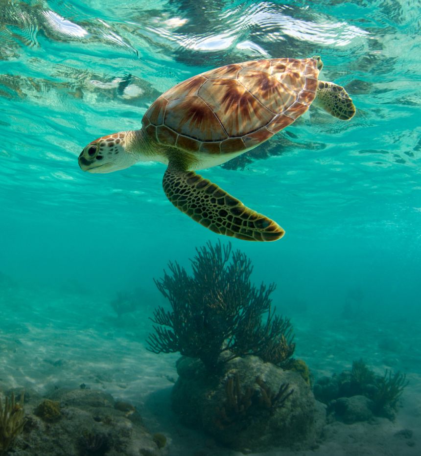 Sea turtle diving down in tropical blue waters