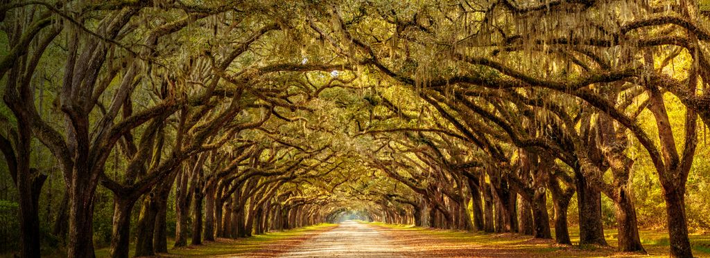 Green tree canopy seen from below