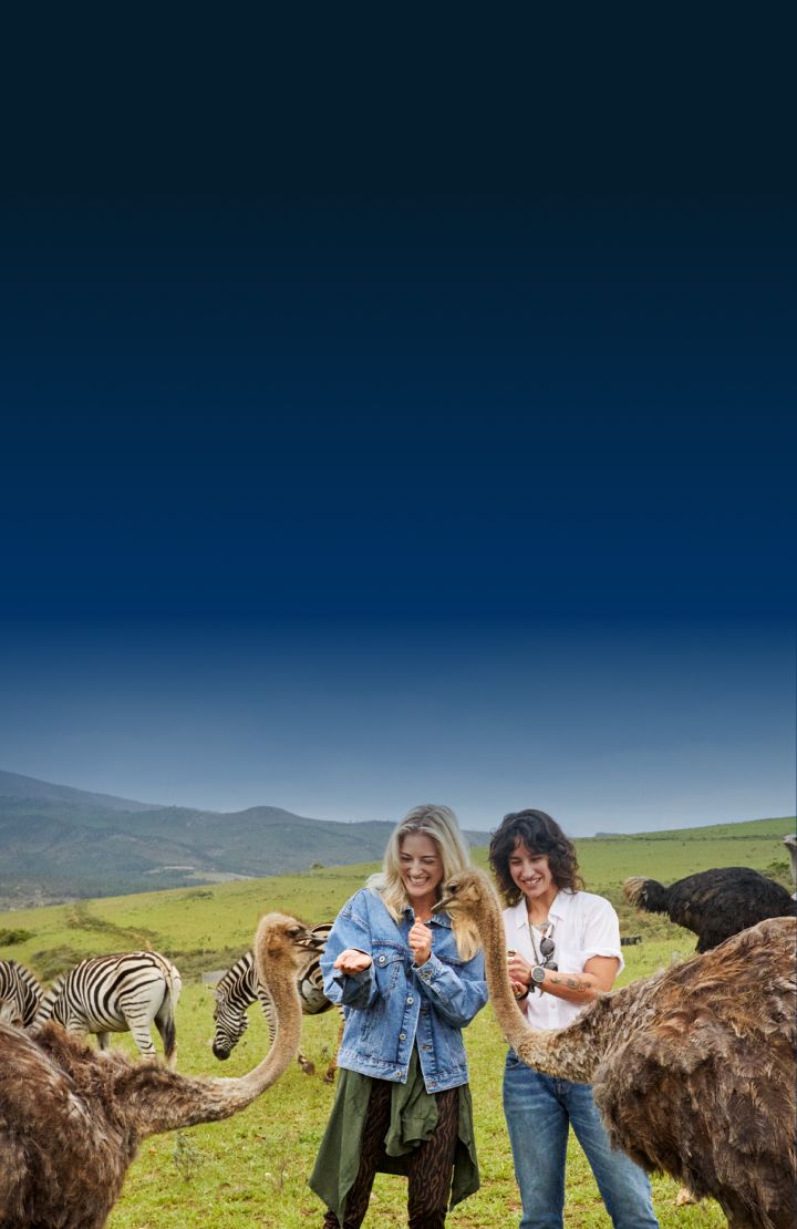 Two people standing in a grassy field feeding ostriches with zebras and grazing around them.