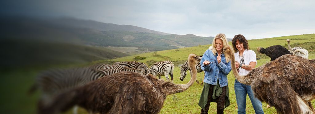 Two people standing in a grassy field feeding ostriches with zebras and grazing around them.