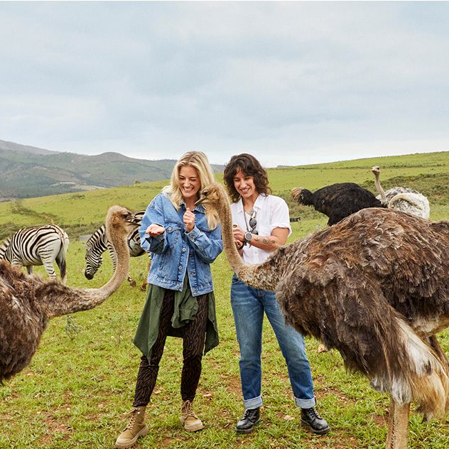 Two people standing in a grassy field feeding ostriches with zebras and grazing around them.