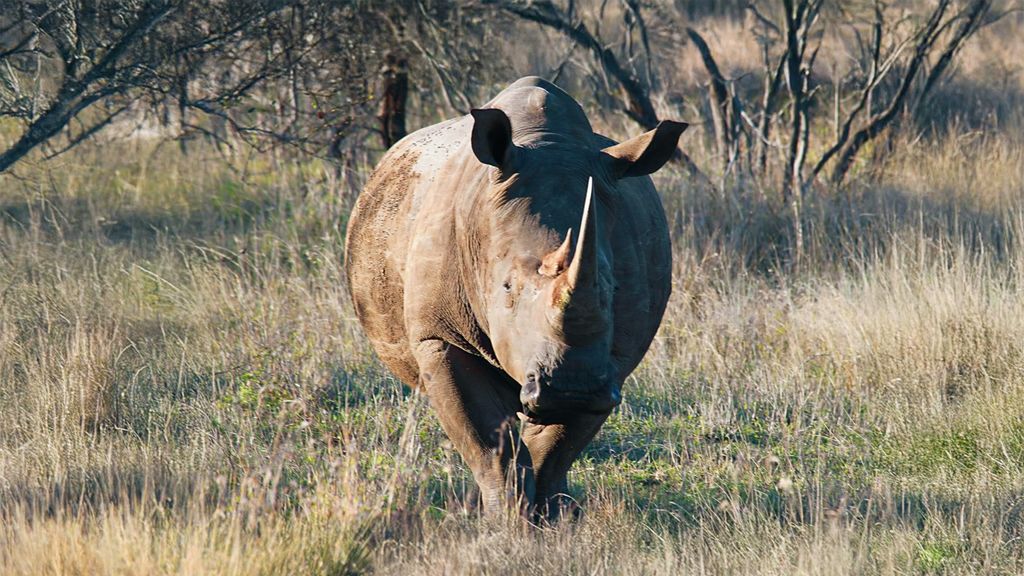 A rhinoceros walks forward through tall, dry grass in a natural landscape, viewed from the front with its horn and thick, textured skin clearly visible.