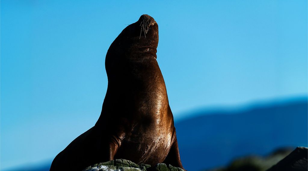 A sea lion sits upright on a rock, viewed from a low angle against a clear blue sky, with its head tilted slightly upward and whiskers visible.